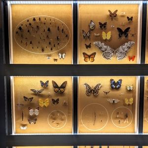 Meet your Posher, Alice